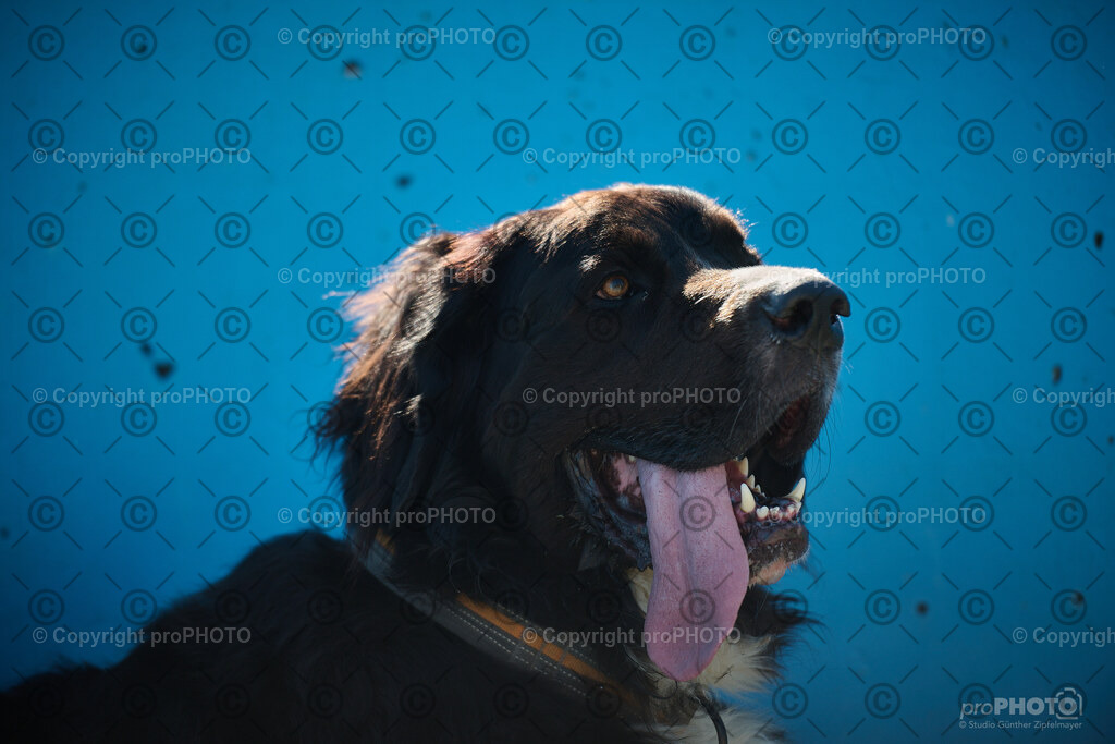 222_202509_4Hundebadetag_NZ9_2862 | proPHOTO - Realisiert mit Pictrs.com