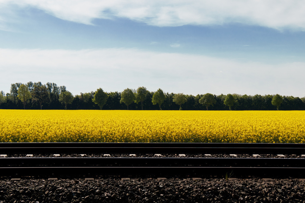 Rapsn Rail | kleinen-fotografie
