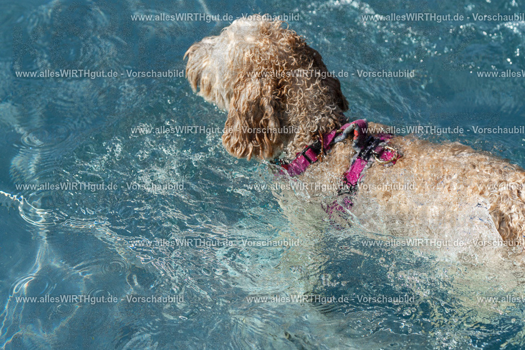 Hundeschwimmen_Volksbad_2026-allesWIRTHgut_Tierfotografie-2609061236-FAY06514 | Professionelle Tierfotografie in Mönchengladbach von Daniel Wirth (allesWIRTHgut). Liebevolle & natürliche Bilder von Hunden & Katzen für unvergessliche Erinnerungen.