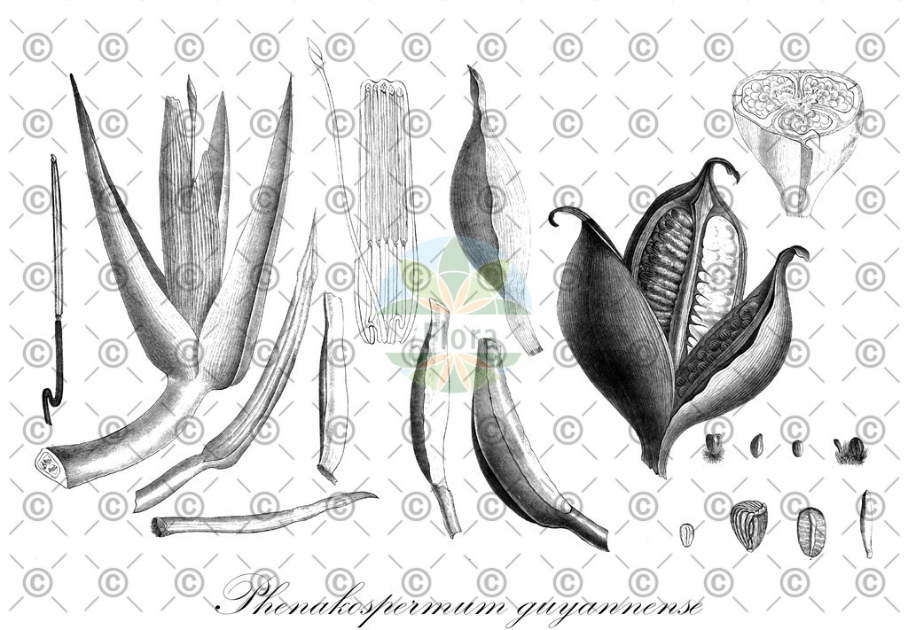 HistAbb_wfo-0000485080_1_ENZY_Simple | Historische Abbildung von Phenakospermum guyannense - Strelitziaceae | Historical Illustration of Phenakospermum guyannense - Strelitziaceae