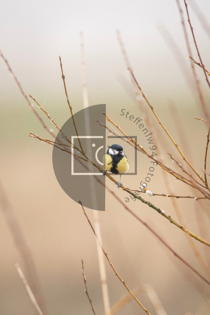 Kohlmeise Wandbild | Ich bin Fotograf und auf meiner Webseite hast du die Möglichkeit meine fotografie als Wandbilder druckfertig für dein Zuhause zu bestellten. - Realisiert mit Pictrs.com