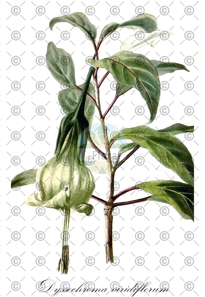 HistAbb_wfo-0000119588_1_ENZY_Simple | Historische Abbildung von Dyssochroma viridiflorum - Solanaceae | Historical Illustration of Dyssochroma viridiflorum - Solanaceae