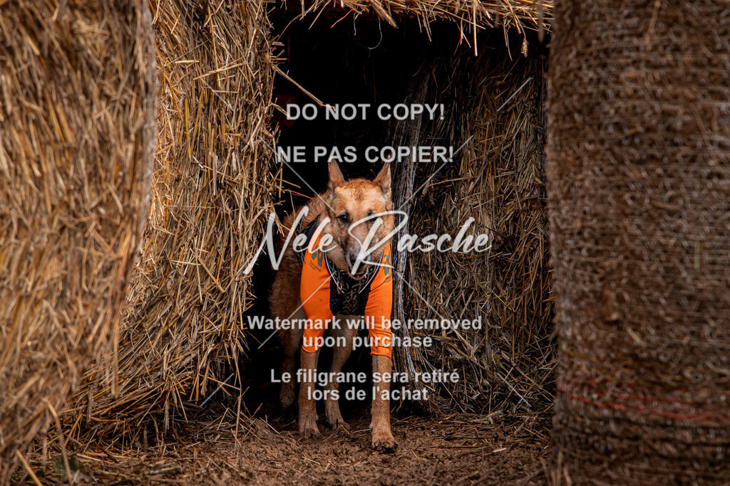 nelerasche_Hunsrück_So09-11_343 | nelerasche