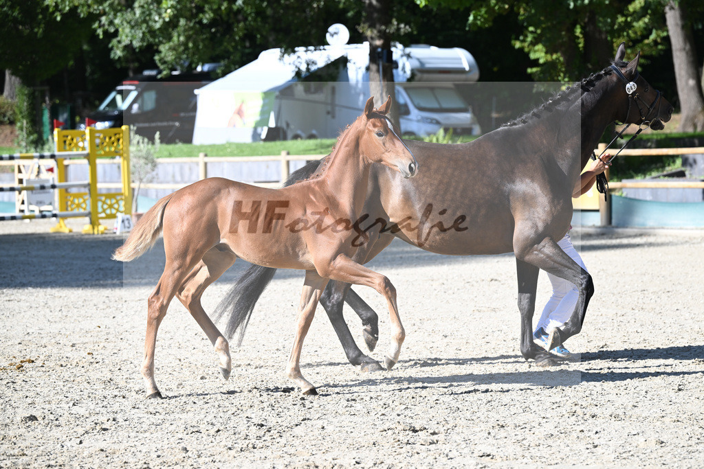 Fohlenauktion Next Chance_49220423 | hf-fotografie - Realisiert mit Pictrs.com