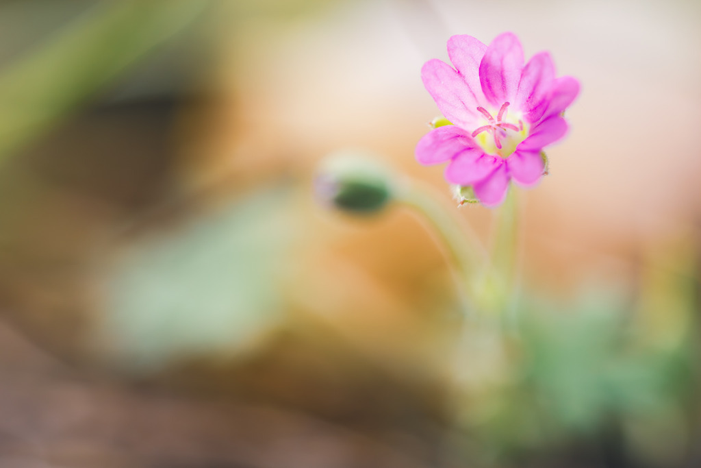 Blumenaquarell | Ein Bild einer Blume, dass durch das Licht und das Bokeh, wie gemalt wirkt.