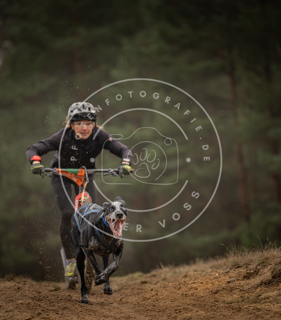 Pfotenfotografie_DV3A4535 | Hundefotografie, Tierfotograf, Pfotenfotografie, Fotoshooting Hund, Hunde Portrait, Hundesport, Hundeportraits, Heideshooting, Hunde, Sportfotograf, Hundefotograf, Turnierhundsport, THS,  - Realisiert mit Pictrs.com