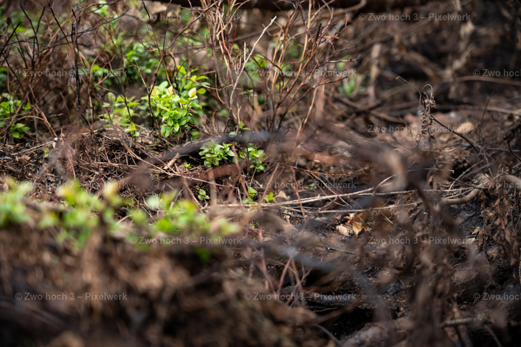 Obere_Affensteinpromenade_Nahe_Rollenturm_Kraut_Unschaerfe | 2022-09-02_Waldbrandgebiete_2 - Realisiert mit Pictrs.com