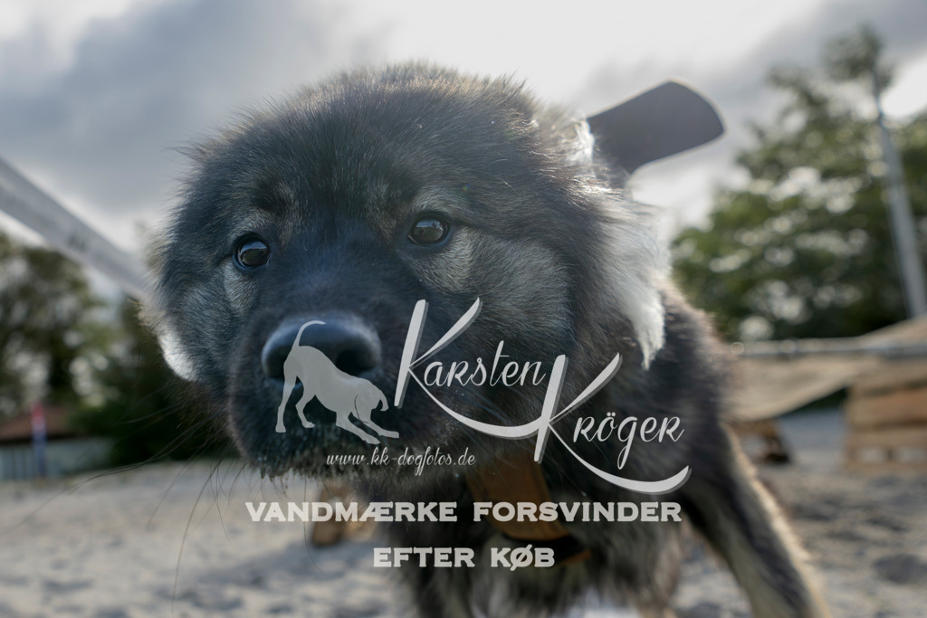 1242_ZZ92680 | kk-dogfotos