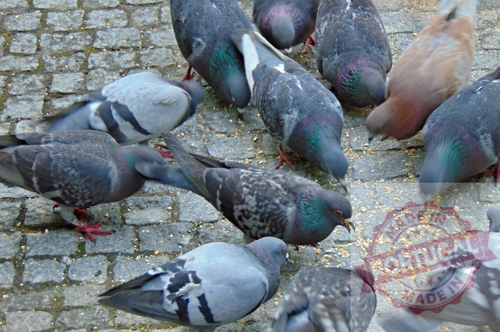 Pigeons eating grain on cobblestone urban paving | Flock of pigeons gathering and feeding on spilled birdseed outdoors - Realized with Pictrs.com