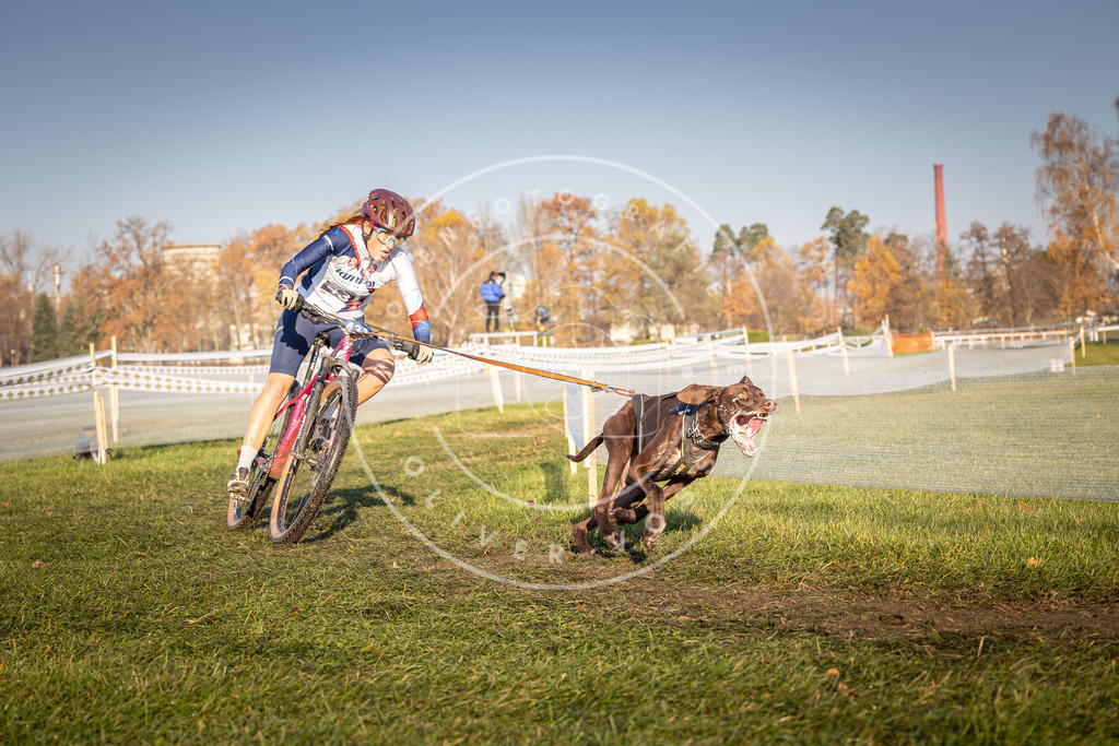 CaniXpix_0L8A4295 | Hundefotografie, Tierfotograf, Pfotenfotografie, Fotoshooting Hund, Hunde Portrait, Hundesport, Hundeportraits, Heideshooting, Hunde, Sportfotograf, Hundefotograf, Turnierhundsport, THS,  - Realisiert mit Pictrs.com