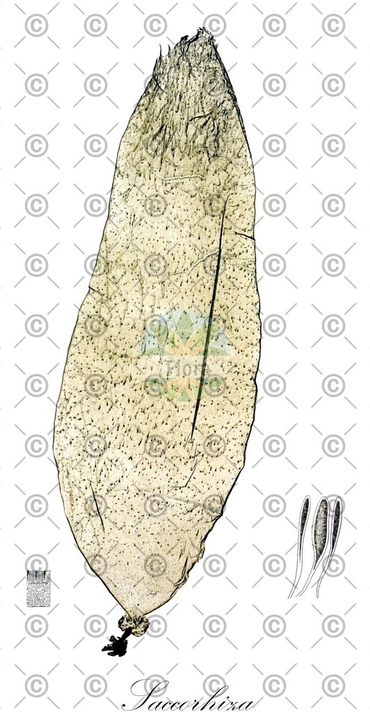 HistAbb_wfo-0000299980_1_ENZY_Simple | Historische Abbildung von Saccorhiza - Hippocrepinoidea (0) | Historical Illustration of Saccorhiza - Hippocrepinoidea (0)