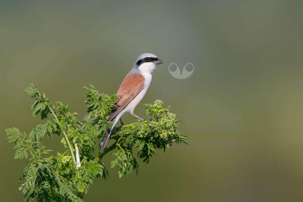 20140518164520-2 | Ein Rotkopfwürger (Lanius senator) sitzt auf einem grünen Pflanzenstiel mit kleinen Blättern und Blütenknospen. Der Vogel ist im Profil zu sehen, blickt nach rechts und hat einen grauen Kopf mit einer markanten schwarzen Augenmaske, eine weiße Kehle und Brust sowie einen rötlich-braunen Rücken und Flügel. Der Hintergrund ist unscharf und in verschiedenen Grüntönen gehalten. - Realisiert mit Pictrs.com