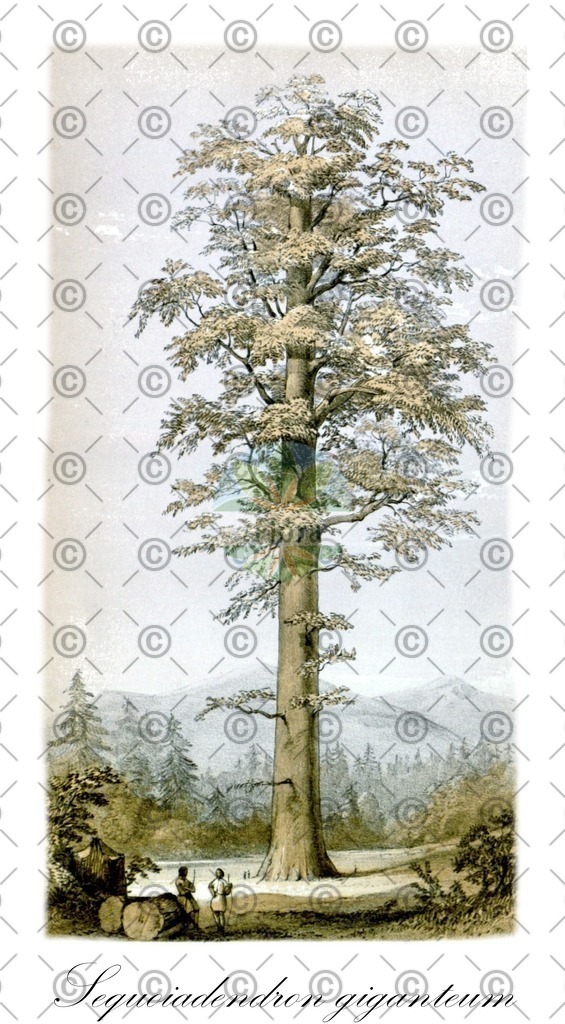 HistAbb_EMP_71010_6_FloraD_Simple | Historische Abbildung von Sequoiadendron giganteum - Cupressaceae | Historical Illustration of Sequoiadendron giganteum - Cupressaceae (wellingtonia;giant sequoia;bigtree;sierra-redwood;big tree;giant redwood;mammoth tree)