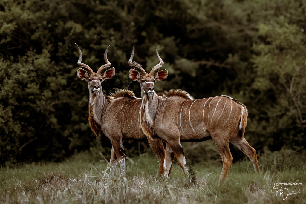 20231009-155117 SOUTHAFRIKA_-1 | Herzlich willkommen auf meiner Seite! Ich bin Elke Wallnisch, Deine Fotografin für lichtstarke Momente. Der Name steht für alles, was mich mit der Fotografie verbindet: Das Licht und seine machtvolle Wirkung auf eine Situation oder unsere Stimmung - Realisiert mit Pictrs.com