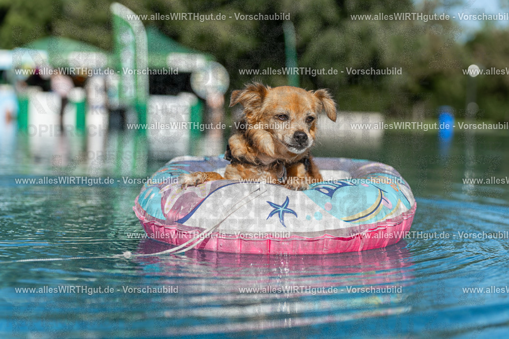 Hundeschwimmen_Volksbad_2026-allesWIRTHgut_Tierfotografie-2609061049-095906-7R509250 | Professionelle Tierfotografie in Mönchengladbach von Daniel Wirth (allesWIRTHgut). Liebevolle & natürliche Bilder von Hunden & Katzen für unvergessliche Erinnerungen.