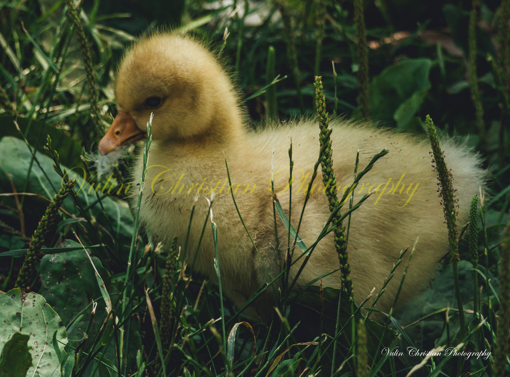 PH 17 | Christian Vulin  - Realisiert mit Pictrs.com