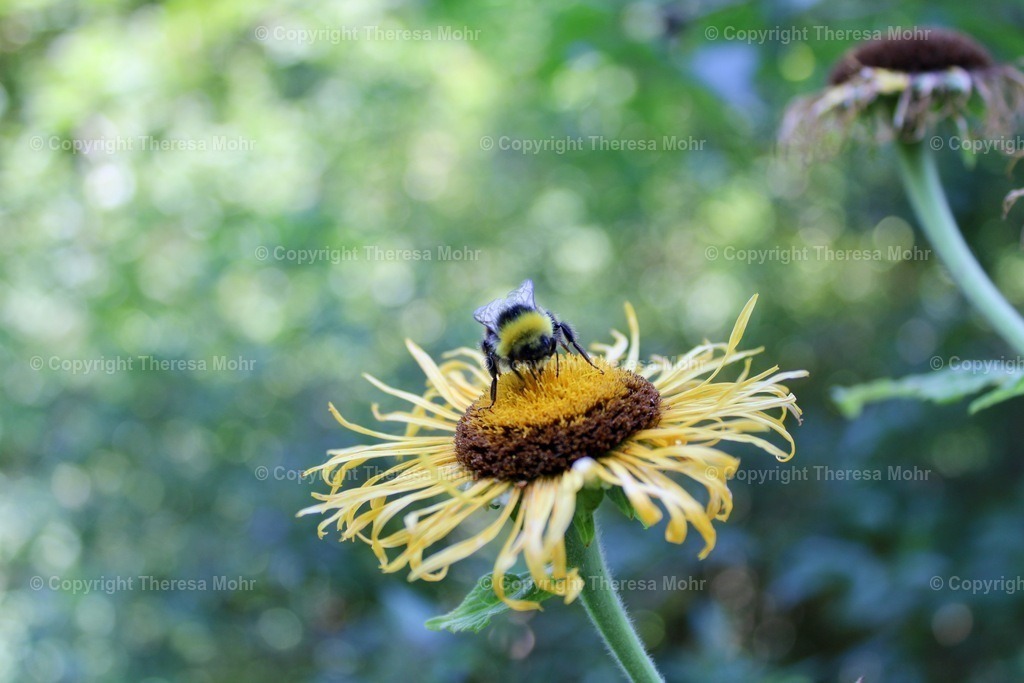 Kleine Hummel auf gelber Blüte  | Naturpuls - Realisiert mit Pictrs.com