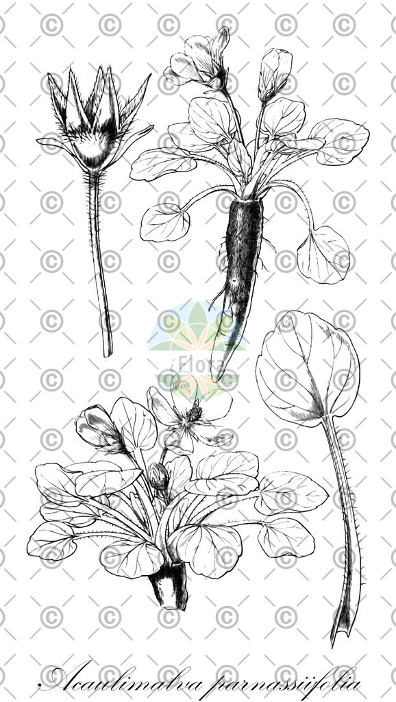HistAbb_wfo-0000513921_1_ENZY_Simple | Historische Abbildung von Acaulimalva parnassiifolia - Malvaceae | Historical Illustration of Acaulimalva parnassiifolia - Malvaceae