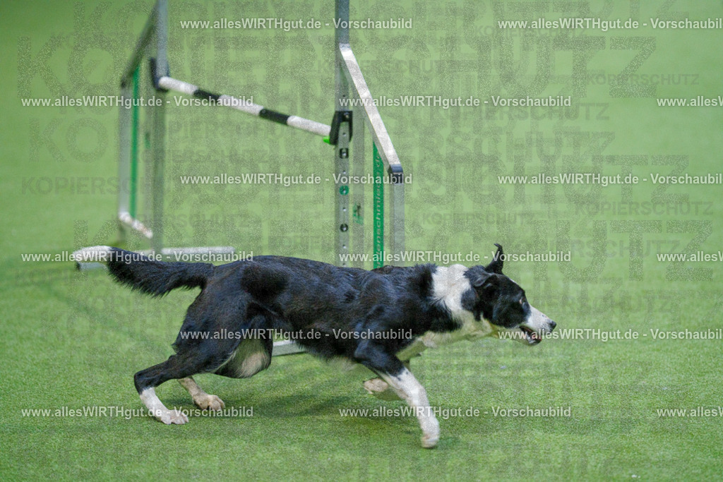 @allesWIRTHgut_Tierfotografie - www.allesWIRTHgut.de - 2604250829-7R506797 | Professionelle Tierfotografie in Mönchengladbach von Daniel Wirth (allesWIRTHgut). Liebevolle & natürliche Bilder von Hunden & Katzen für unvergessliche Erinnerungen.