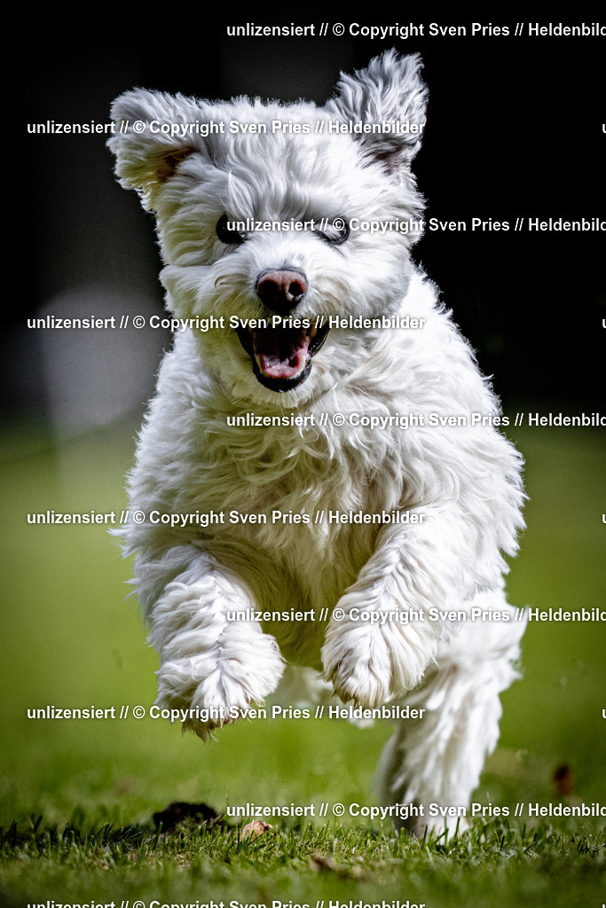 Sven Pries | 2025-10-03 - Hunderennen Obergrombach - Realisiert mit Pictrs.com