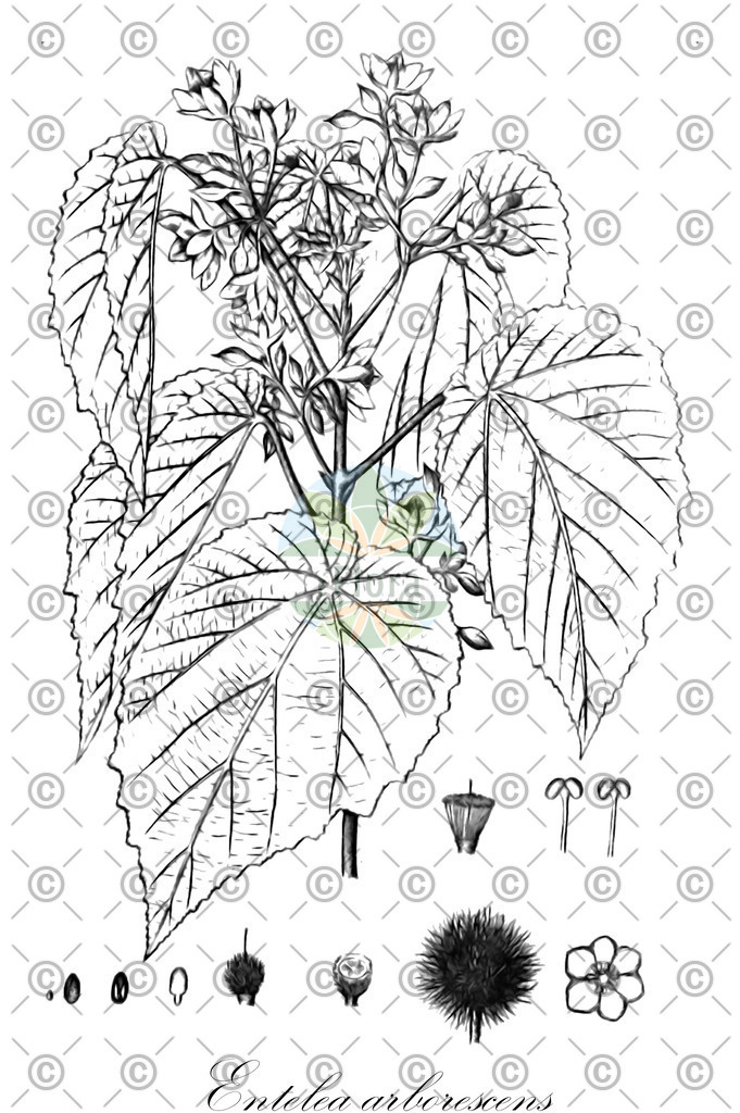 HistAbb_wfo-0000194429_1_ENZY_Simple | Historische Abbildung von Entelea arborescens - Malvaceae | Historical Illustration of Entelea arborescens - Malvaceae