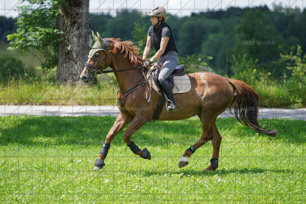 20240622-FAH07024 | Turnierfotografen Bayern, Reitsportbilder aus dem Geländekurs mit Felix Etzel auf dem Gut Waitzacker 2024