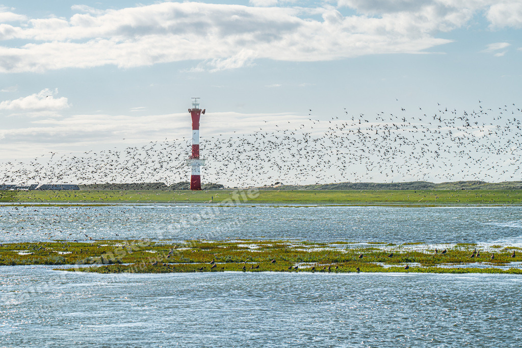 20230809 Wangerooge Neuer Leuchtturm Graugänse | Onlineshop mit Bildern von Stränden, Häfen und Meer. Leinwände, Poster, Kalender und andere Materialien erhältlich. Kommerzielle Lizenzen möglich.  - Realisiert mit Pictrs.com