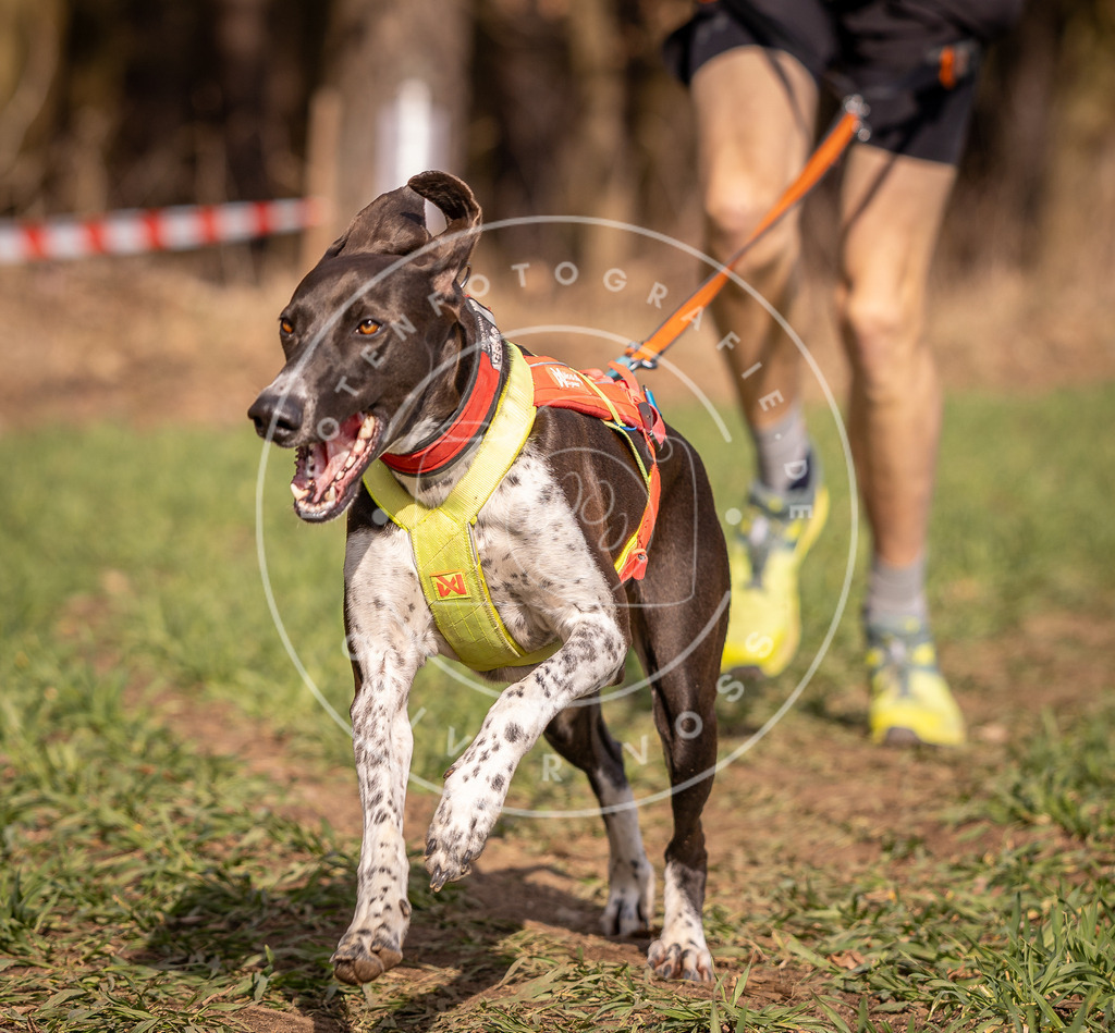 DV3A6213 | Hundefotografie, Tierfotograf, Pfotenfotografie, Fotoshooting Hund, Hunde Portrait, Hundesport, Hundeportraits, Heideshooting, Hunde, Sportfotograf, Hundefotograf, Turnierhundsport, THS,  - Realisiert mit Pictrs.com