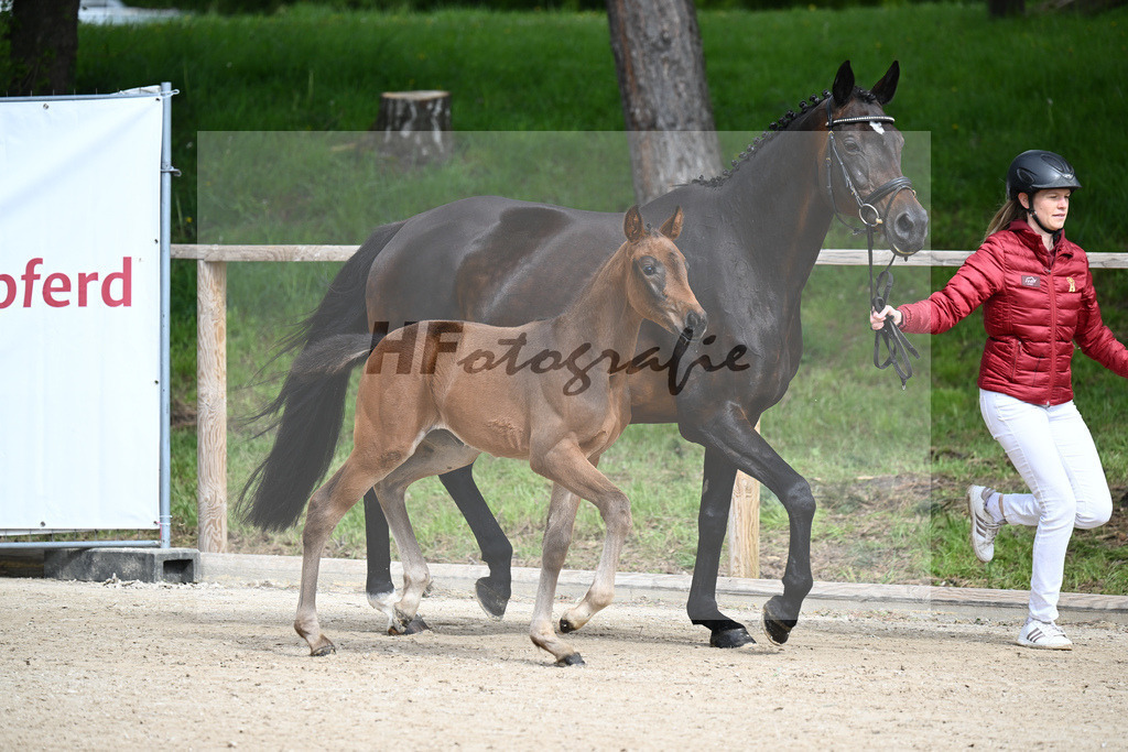 Glamourdale x San Muscadet_SF_Rattenhuber_11240031 | hf-fotografie - Realisiert mit Pictrs.com