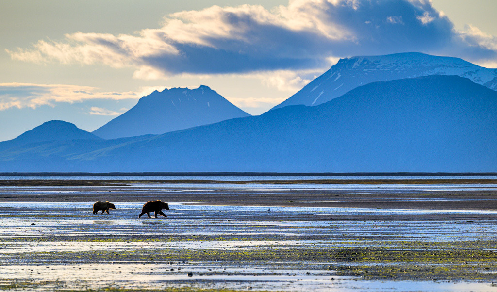 Alaska | Braunbären im Katmai National Park. - Realisiert mit Pictrs.com