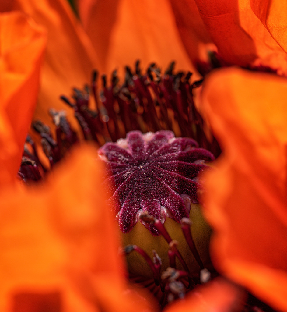 Mohn Makro | Ganz nah dran am Mohn - Realisiert mit Pictrs.com