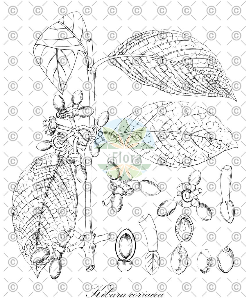 HistAbb_3185_1_FLORAD_SIMPLE | Historische Abbildung von Kibara coriacea - Monimiaceae | Historical Illustration of Kibara coriacea - Monimiaceae