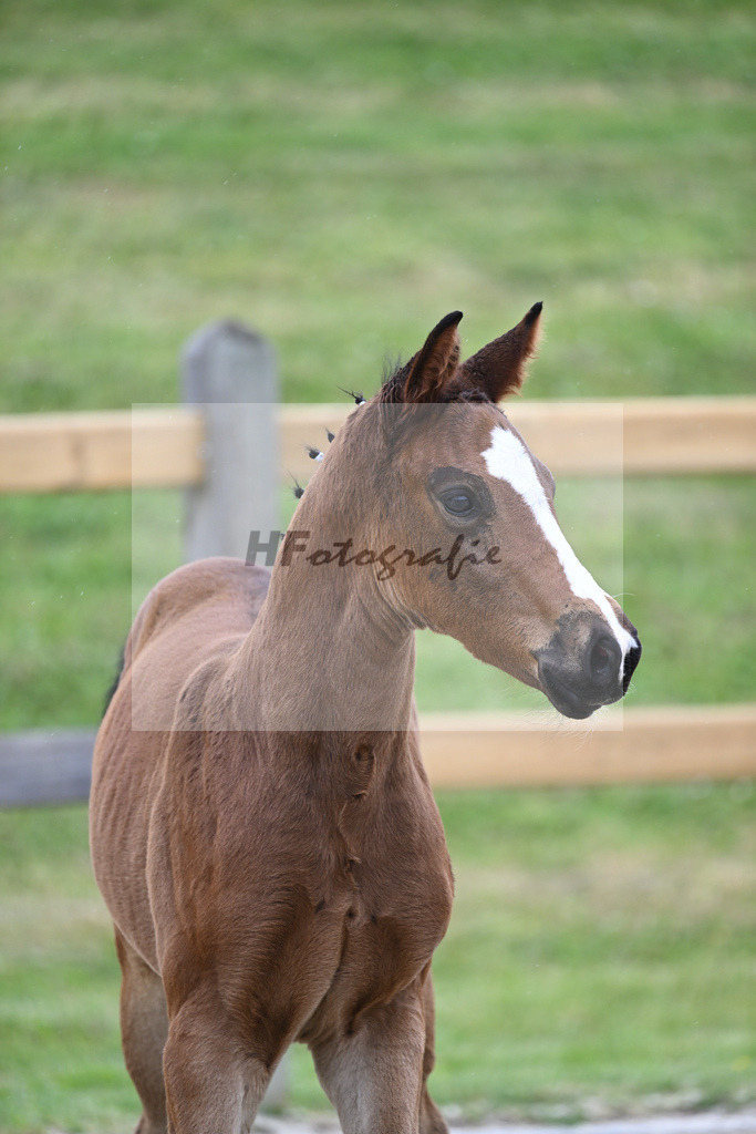 Kat-Nr. 36 HF Sanvaro_Wimmer_17230991 | hf-fotografie - Realizzato con Pictrs.com