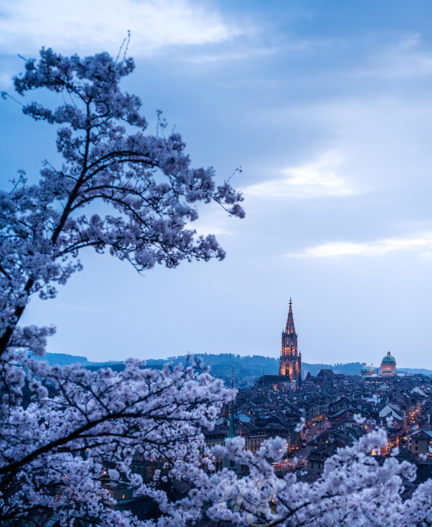 historic clocktower of Berner Münster during scenic cherry blossom in Rosengarten at blue hour | Die ideale Geschenkidee für Naturliebhaber. Naturbilder von Marcel Gross Photography für ihr Zuhause in den verschiedensten Formaten und Materialien. - Realisiert mit Pictrs.com