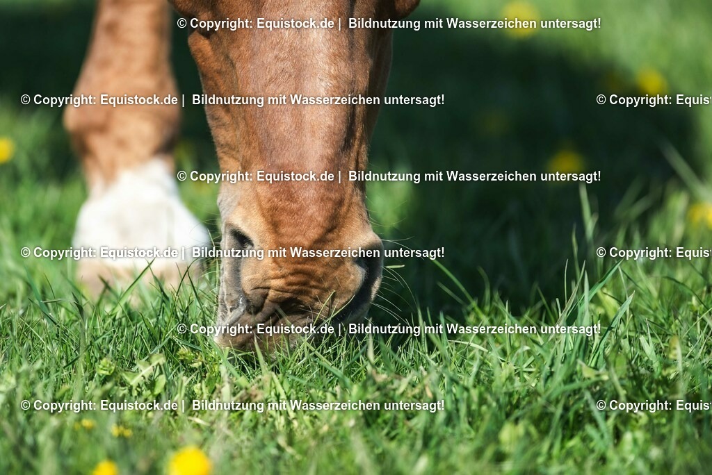 20210426_Pferd-auf-Koppel_0115 | equistock