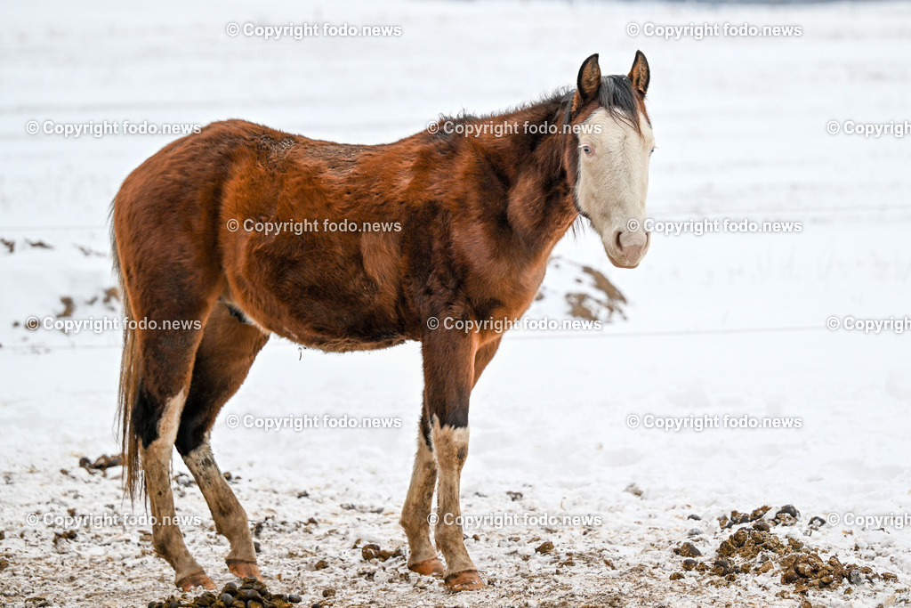 Slowakei_ Durcina_ Ranch Simba_ 06.01.2026-27 | 06.01.2026, Rajec, SVK, Themenbild, Pferde, im Bild Pferd, Pferde, Stute, Hengst, Fohlen, Quarter Horse, Ranch, Weide, Hof, Wiese, Stall, Nutztier, Tier, Winter, Schnee