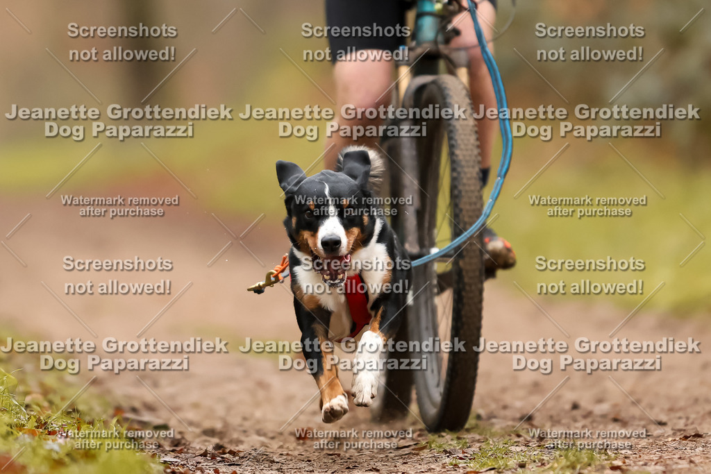 Dog Paparazzi - Speedhunter Mannheim  2025-398 | Dog Paparazzi Jeanette Grottendiek Fotografie & Videografie