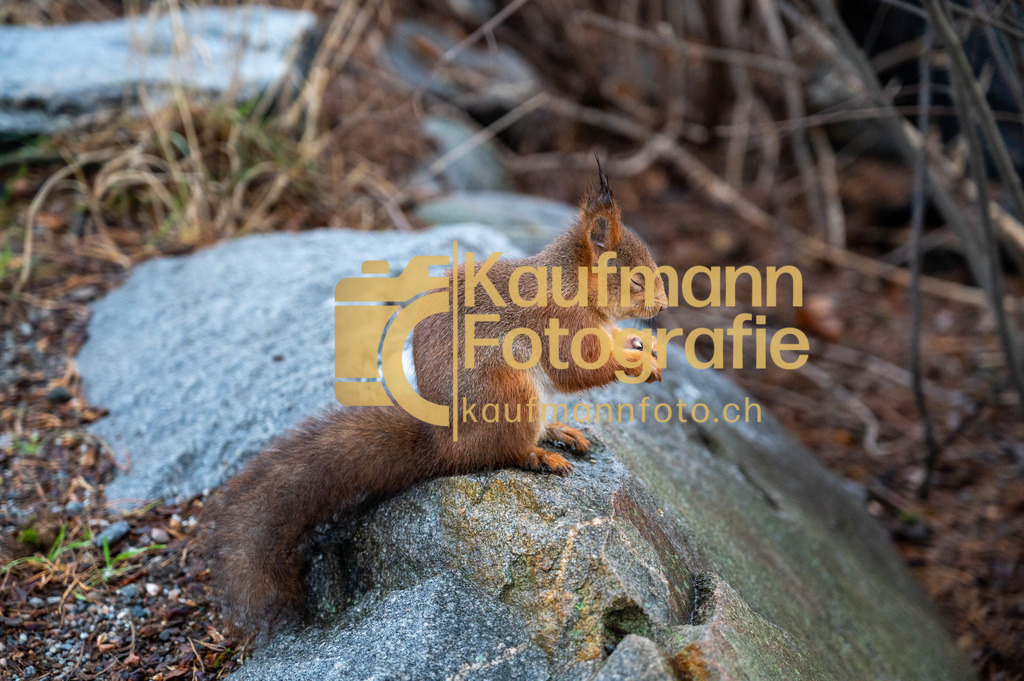 2112_Stockholm_Skansen-9707 | kaufmannfoto - Realisiert mit Pictrs.com