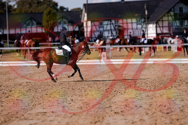 2026_10_03_Siefer-Hof_122252_Z81_22594400 | Professionelle Reitsport-, Turnier- und Eventfotografie von Robert Broda. Galerien mit ausgewählten und bearbeiteten Bildern direkt online ansehen und bestellen.