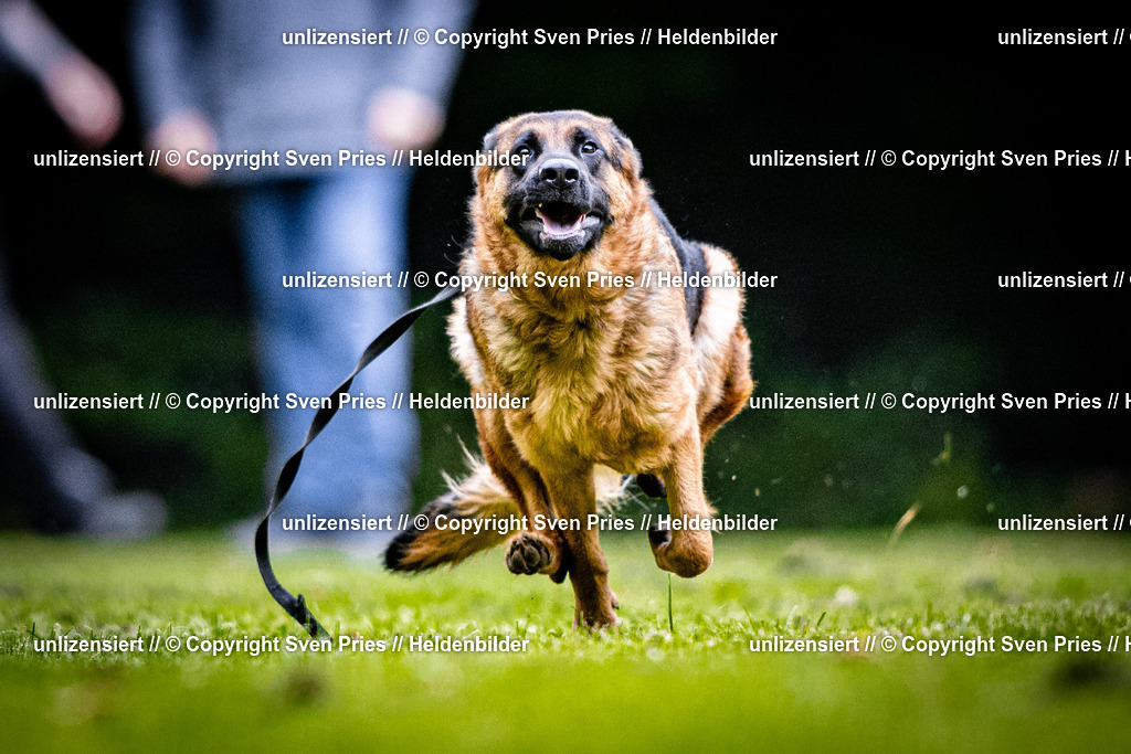 Sven Pries | 2025-10-03 - Hunderennen Obergrombach - Realisiert mit Pictrs.com