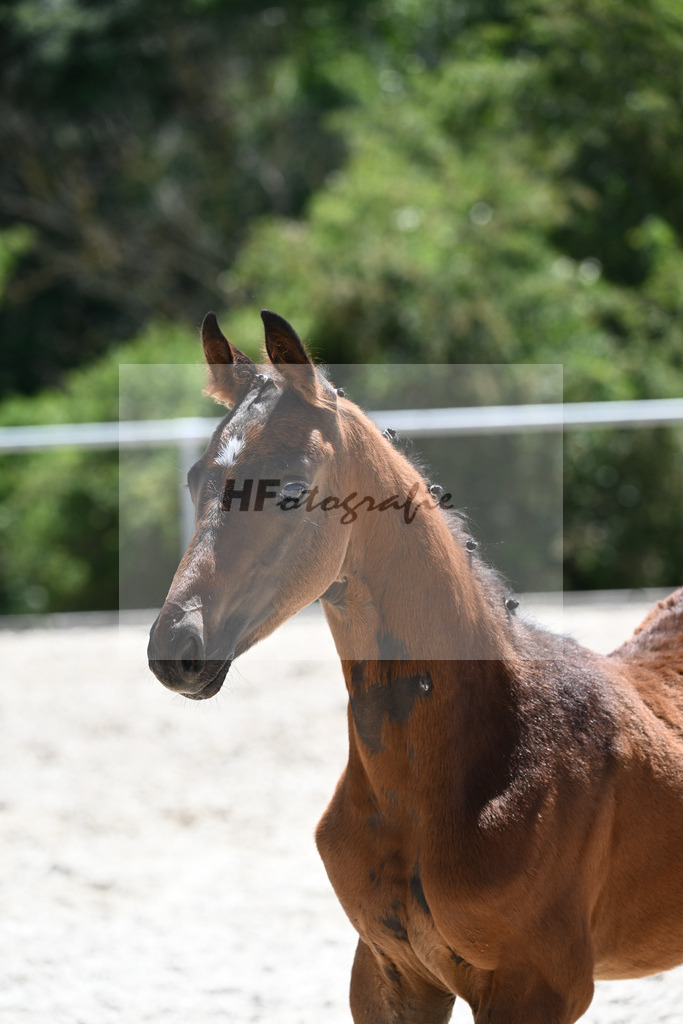 Kat-Nr. 6 HF Sir Donnerhall I_Hummer_16230673 | hf-fotografie - Realisiert mit Pictrs.com