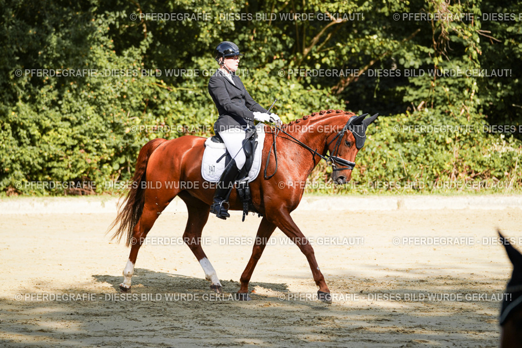 DSC08471 | Pferdegrafie