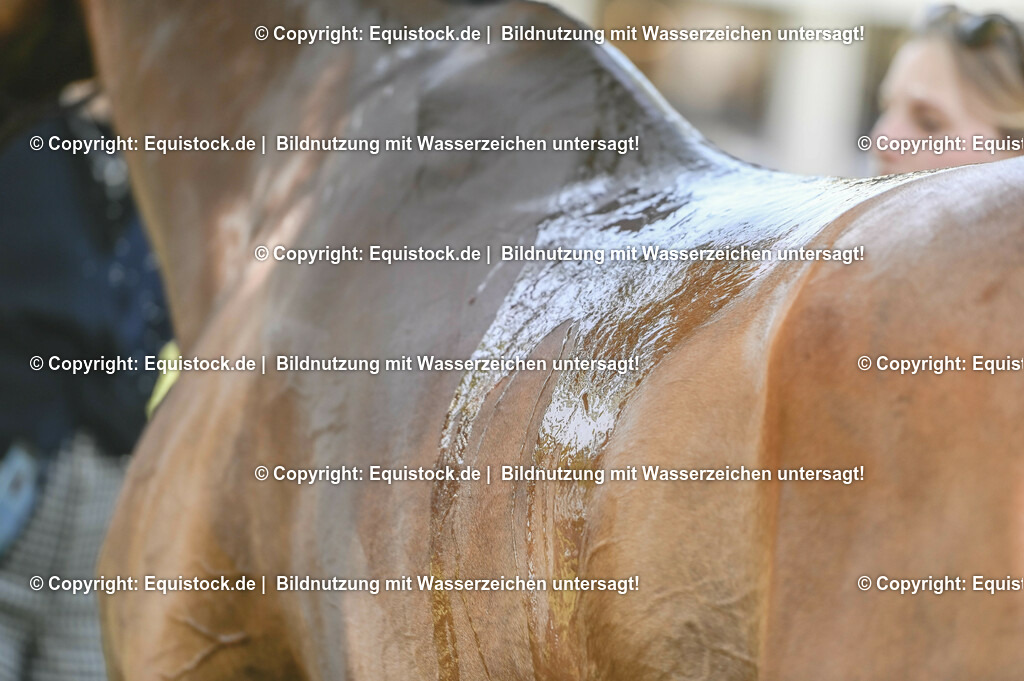 20230527_27_CCI4_Gelände_0295 | equistock