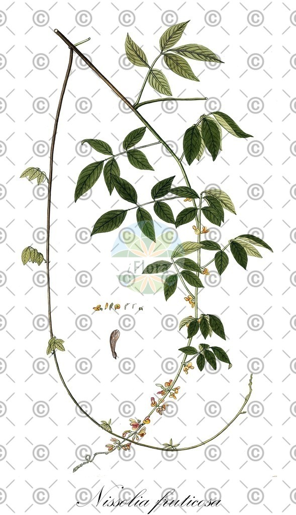 HistAbb_64FY_1_ENZY_Simple | Historische Abbildung von Nissolia fruticosa - Fabaceae | Historical Illustration of Nissolia fruticosa - Fabaceae