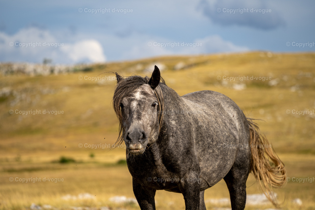 DSC01597 | d-vogue - Realisiert mit Pictrs.com