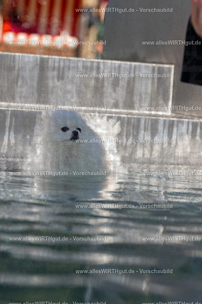 Hundeschwimmen_Volksbad_2026-allesWIRTHgut_Tierfotografie-2609061252-FAY06589 | Professionelle Tierfotografie in Mönchengladbach von Daniel Wirth (allesWIRTHgut). Liebevolle & natürliche Bilder von Hunden & Katzen für unvergessliche Erinnerungen.