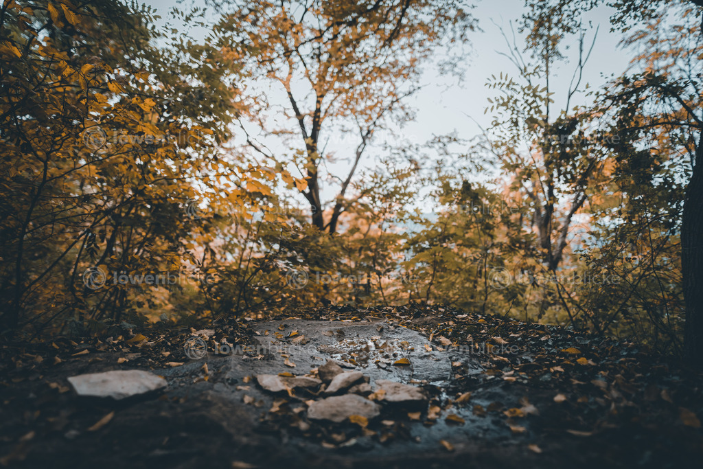 Regenpfütze auf der Kuchalb in herbstlichem Wald | löwenblicke | shop
