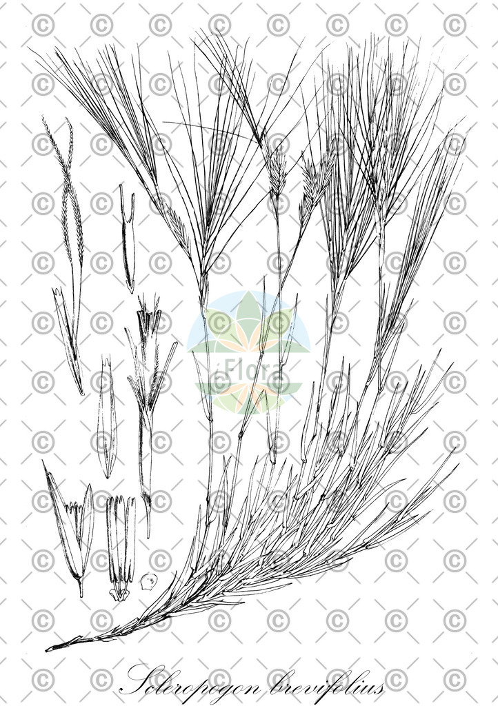 HistAbb_wfo-0000117841_1_ENZY_Simple | Historische Abbildung von Scleropogon brevifolius - Poaceae | Historical Illustration of Scleropogon brevifolius - Poaceae