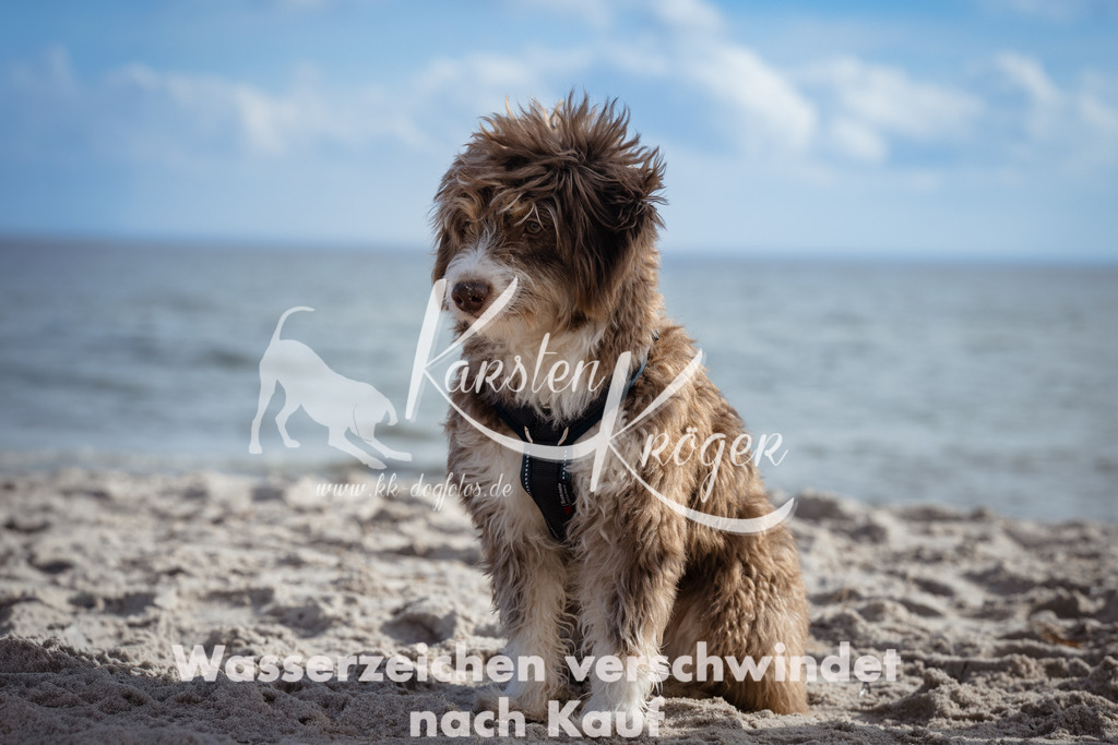 1303_ZZ90060 | kk-dogfotos