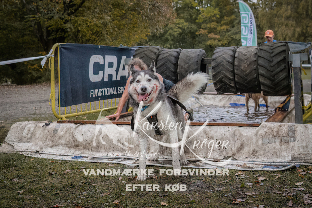 1644_ZZ93976 | kk-dogfotos